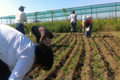 研修生たちと一緒ににんにくを植えました（2011年10月）